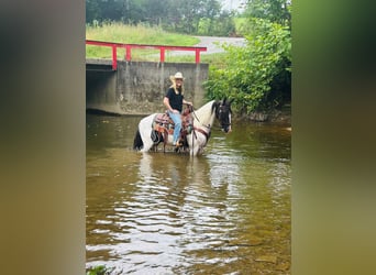 Caballo de silla manchada, Caballo castrado, 8 años, 142 cm, Tobiano-todas las-capas