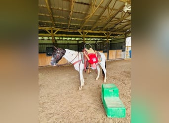 Caballo de silla manchada, Caballo castrado, 8 años, 142 cm, Tobiano-todas las-capas