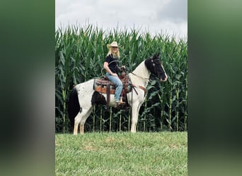Caballo de silla manchada, Caballo castrado, 8 años, 142 cm, Tobiano-todas las-capas
