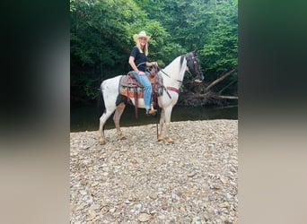 Caballo de silla manchada, Caballo castrado, 8 años, 142 cm, Tobiano-todas las-capas