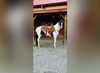 Caballo de silla manchada, Caballo castrado, 8 años, 142 cm, Tobiano-todas las-capas