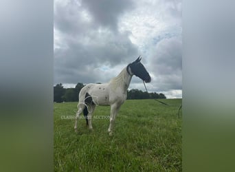 Caballo de silla manchada, Caballo castrado, 8 años, 142 cm, Tobiano-todas las-capas
