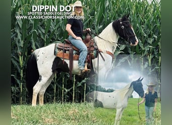 Caballo de silla manchada, Caballo castrado, 8 años, 142 cm, Tobiano-todas las-capas