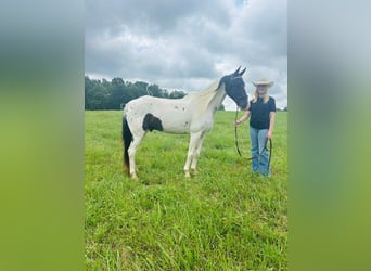 Caballo de silla manchada, Caballo castrado, 8 años, 142 cm, Tobiano-todas las-capas
