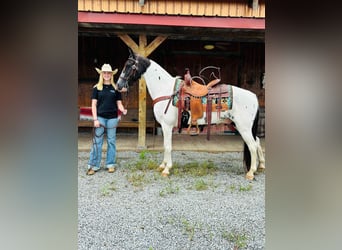 Caballo de silla manchada, Caballo castrado, 8 años, 142 cm, Tobiano-todas las-capas