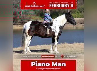 Caballo de silla manchada, Caballo castrado, 8 años, 147 cm, Pío