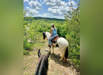 Caballo de silla manchada, Caballo castrado, 8 años, 152 cm, Tobiano-todas las-capas