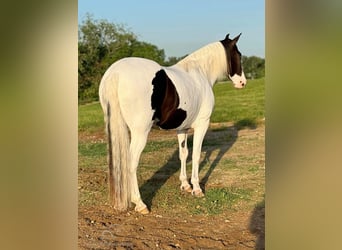 Caballo de silla manchada, Caballo castrado, 8 años, 152 cm, Tobiano-todas las-capas