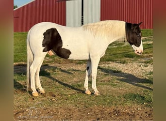 Caballo de silla manchada, Caballo castrado, 8 años, 152 cm, Tobiano-todas las-capas