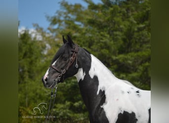 Caballo de silla manchada, Caballo castrado, 8 años, 152 cm, Tobiano-todas las-capas