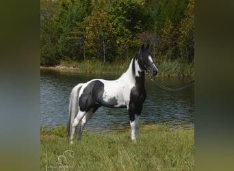 Caballo de silla manchada, Caballo castrado, 8 años, 152 cm, Tobiano-todas las-capas