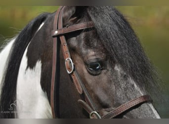 Caballo de silla manchada, Caballo castrado, 8 años, 152 cm, Tobiano-todas las-capas