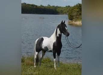 Caballo de silla manchada, Caballo castrado, 8 años, 152 cm, Tobiano-todas las-capas