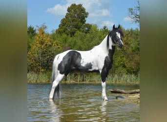 Caballo de silla manchada, Caballo castrado, 8 años, 152 cm, Tobiano-todas las-capas