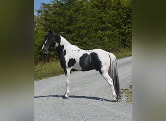 Caballo de silla manchada, Caballo castrado, 8 años, 152 cm, Tobiano-todas las-capas