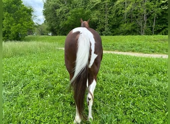 Caballo de silla manchada, Caballo castrado, 8 años, 152 cm, Tobiano-todas las-capas