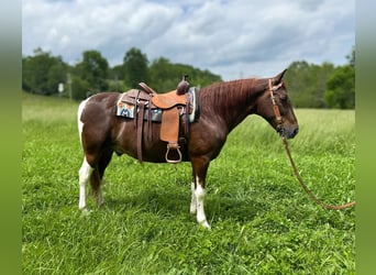 Caballo de silla manchada, Caballo castrado, 8 años, 152 cm, Tobiano-todas las-capas