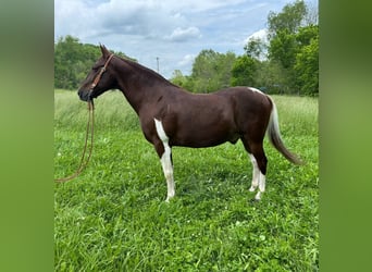 Caballo de silla manchada, Caballo castrado, 8 años, 152 cm, Tobiano-todas las-capas