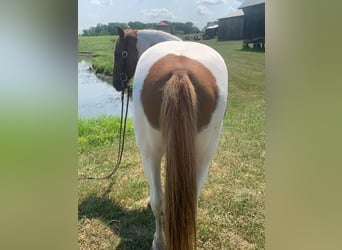 Caballo de silla manchada, Caballo castrado, 9 años, 132 cm, Alazán rojizo