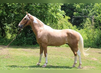 Caballo de silla manchada, Caballo castrado, 9 años, 142 cm, Palomino