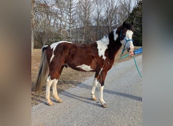 Caballo de silla manchada, Caballo castrado, 9 años, 142 cm, Tobiano-todas las-capas