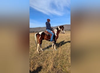 Caballo de silla manchada, Caballo castrado, 9 años, 142 cm, Tobiano-todas las-capas