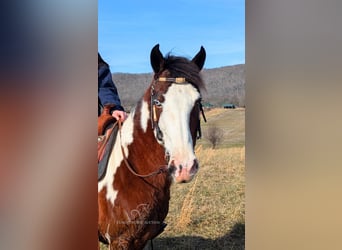 Caballo de silla manchada, Caballo castrado, 9 años, 142 cm, Tobiano-todas las-capas