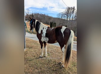 Caballo de silla manchada, Caballo castrado, 9 años, 142 cm, Tobiano-todas las-capas