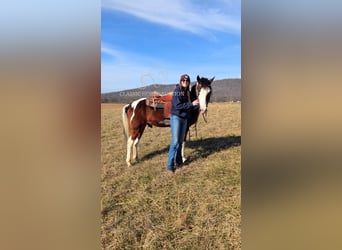 Caballo de silla manchada, Caballo castrado, 9 años, 142 cm, Tobiano-todas las-capas