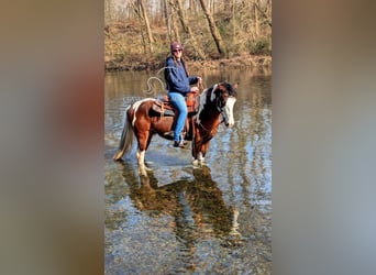 Caballo de silla manchada, Caballo castrado, 9 años, 142 cm, Tobiano-todas las-capas