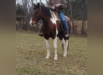 Caballo de silla manchada, Caballo castrado, 9 años, 152 cm, Castaño rojizo