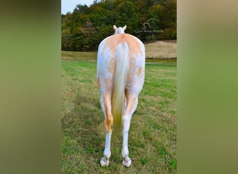 Caballo de silla manchada, Caballo castrado, 9 años, 152 cm, Palomino