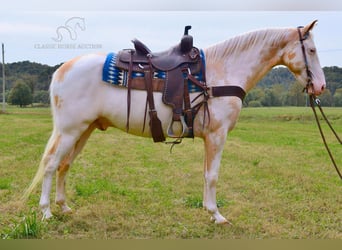 Caballo de silla manchada, Caballo castrado, 9 años, 152 cm, Palomino