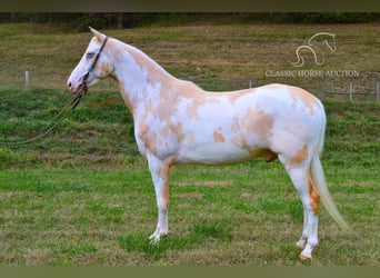 Caballo de silla manchada, Caballo castrado, 9 años, 152 cm, Palomino