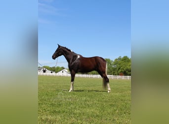 Caballo de silla manchada, Caballo castrado, 9 años, 152 cm, Tobiano-todas las-capas