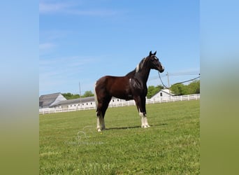 Caballo de silla manchada, Caballo castrado, 9 años, 152 cm, Tobiano-todas las-capas