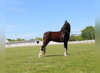 Caballo de silla manchada, Caballo castrado, 9 años, 152 cm, Tobiano-todas las-capas