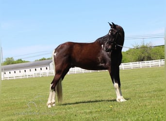 Caballo de silla manchada, Caballo castrado, 9 años, 152 cm, Tobiano-todas las-capas