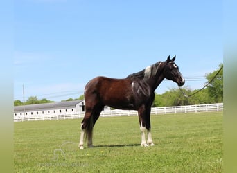 Caballo de silla manchada, Caballo castrado, 9 años, 152 cm, Tobiano-todas las-capas