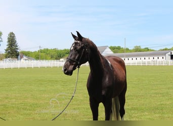 Caballo de silla manchada, Caballo castrado, 9 años, 152 cm, Tobiano-todas las-capas