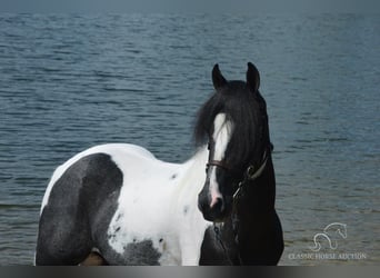 Caballo de silla manchada, Caballo castrado, 9 años, 152 cm, Tobiano-todas las-capas