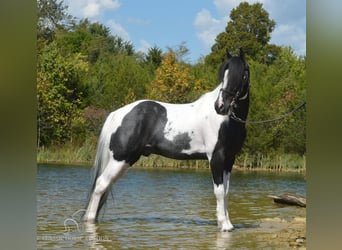 Caballo de silla manchada, Caballo castrado, 9 años, 152 cm, Tobiano-todas las-capas