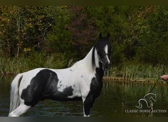 Caballo de silla manchada, Caballo castrado, 9 años, 152 cm, Tobiano-todas las-capas