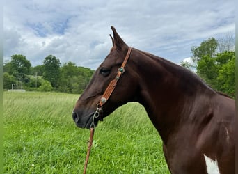 Caballo de silla manchada, Caballo castrado, 9 años, 152 cm, Tobiano-todas las-capas