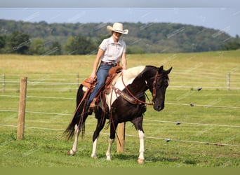 Caballo de silla manchada, Caballo castrado, 9 años, 155 cm, Negro