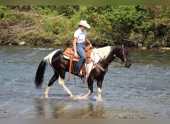 Caballo de silla manchada, Caballo castrado, 9 años, 155 cm, Negro