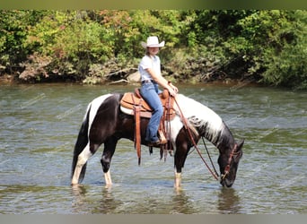 Caballo de silla manchada, Caballo castrado, 9 años, 155 cm, Negro