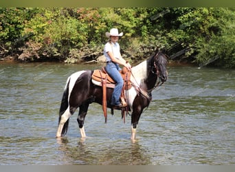 Caballo de silla manchada, Caballo castrado, 9 años, 155 cm, Negro