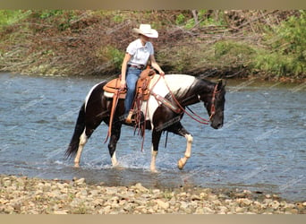 Caballo de silla manchada, Caballo castrado, 9 años, 155 cm, Negro