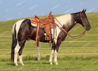 Caballo de silla manchada, Caballo castrado, 9 años, 155 cm, Negro